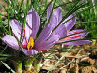 Fleur de safran