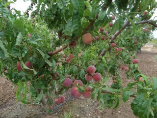 Les abricots chez Madame Garcia
